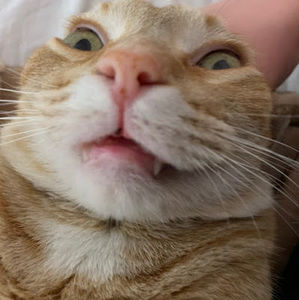 Meet your Posher, Isabella larson